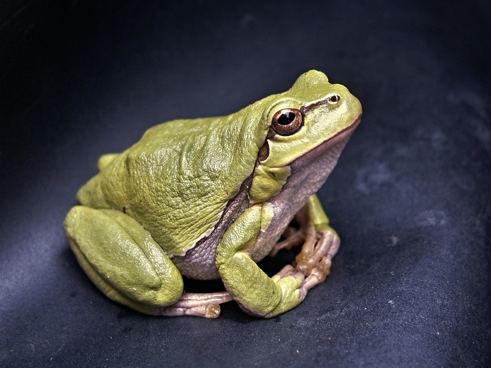 Histoire de la grenouille cuite