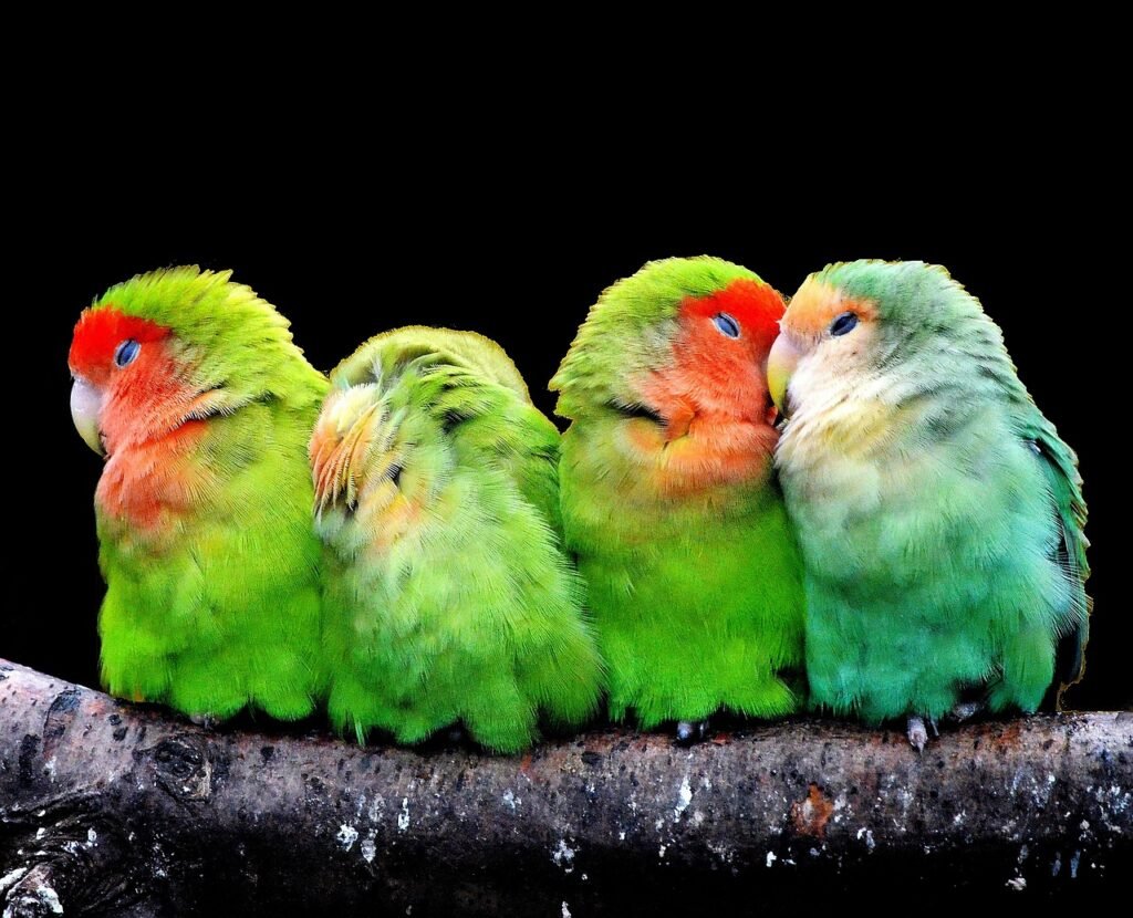 Perroquets canaris