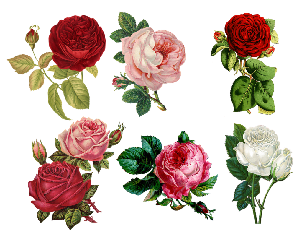 Roses diverses