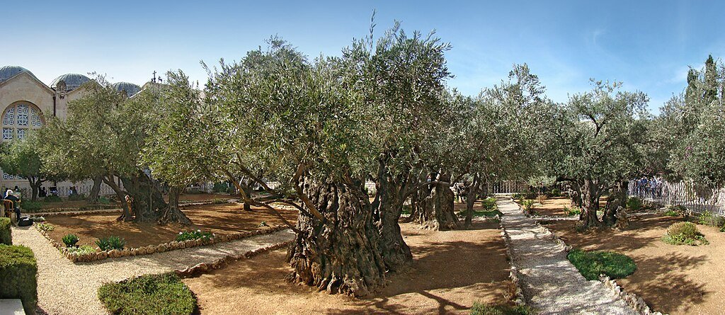 Oliviers millénaires du Jardin de Gethsémani