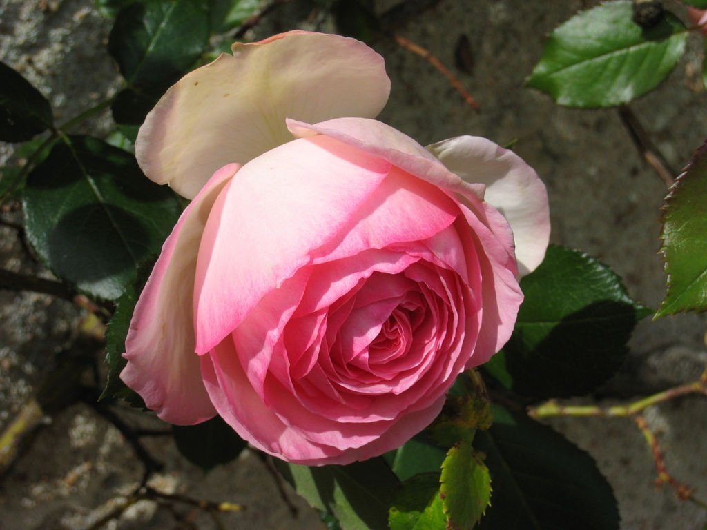 Rose Pierre de Ronsard
