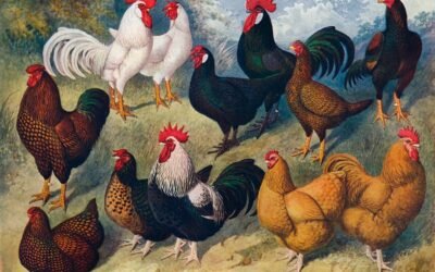 L’œuf ou la poule?