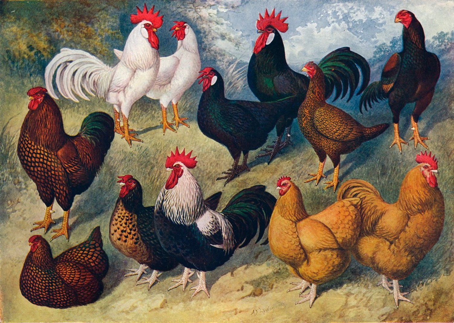 L'œuf ou la poule