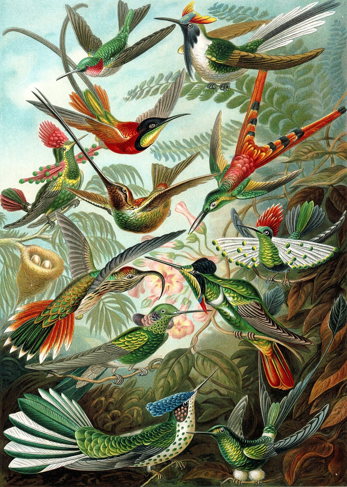 Oiseaux-Mouches - Trochilidae - Ernst Haeckel