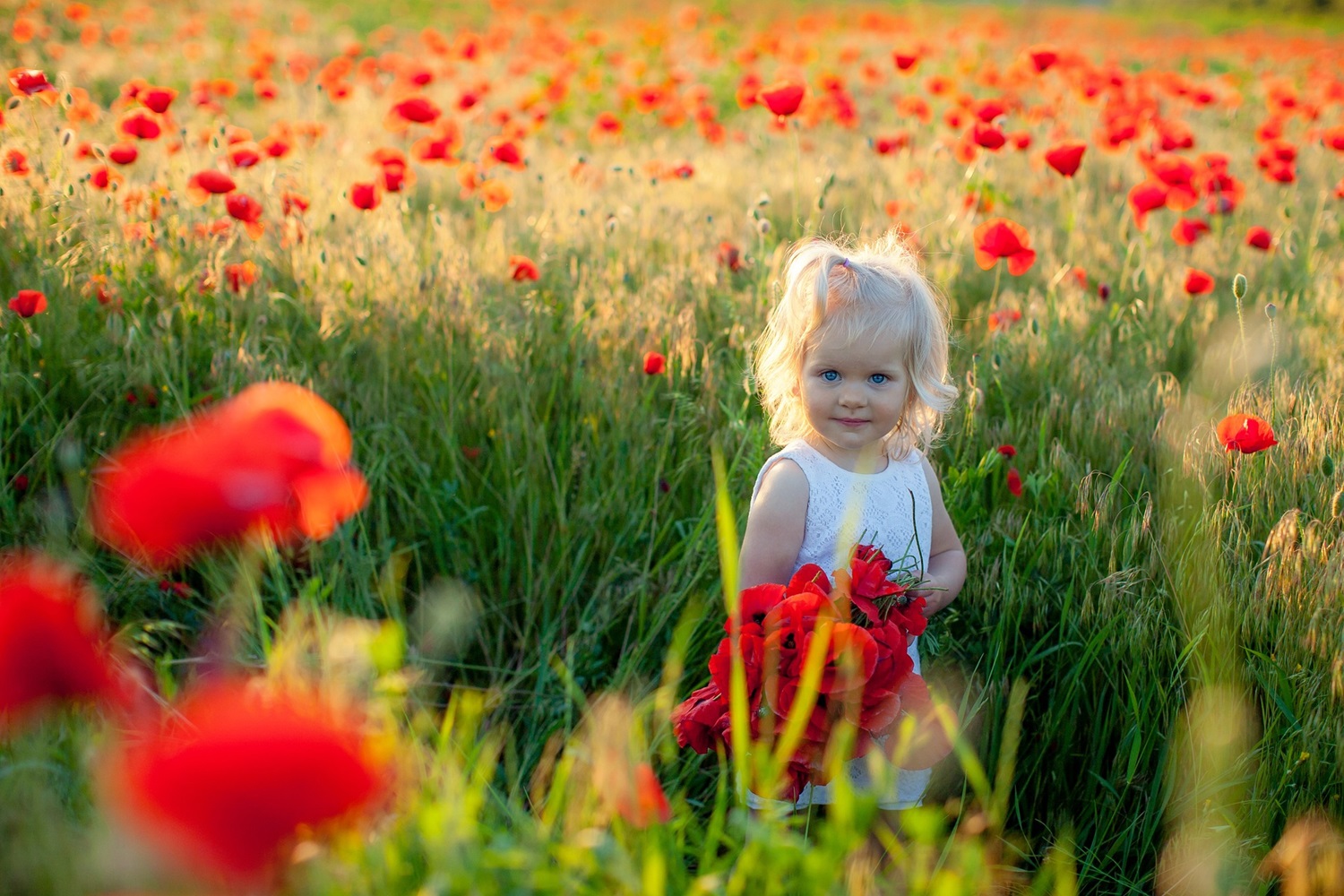 Petite fille aux coquelicots